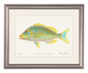 Blue Spangled Emperorfish Print
