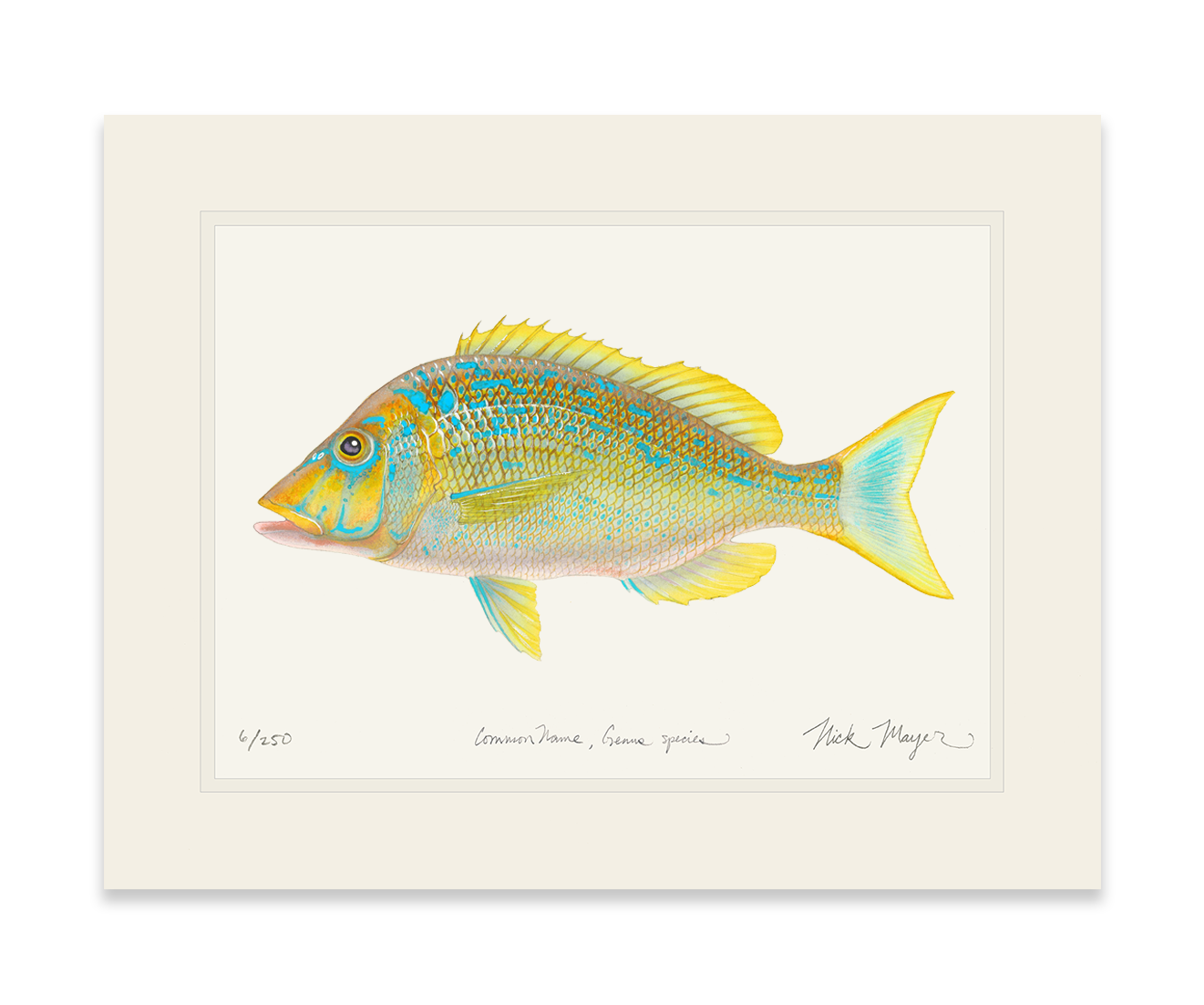 Blue Spangled Emperorfish Limited Edition Print