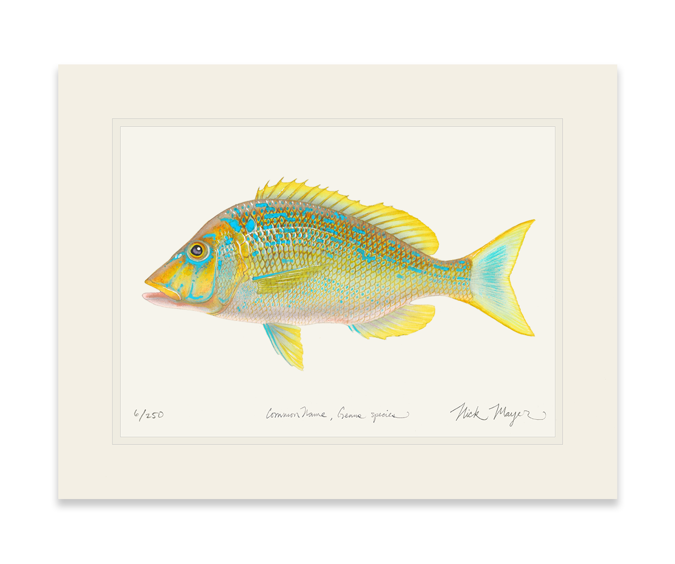 Blue Spangled Emperorfish Print