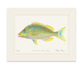 Blue Spangled Emperorfish Print