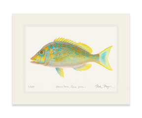 Blue Spangled Emperorfish Print