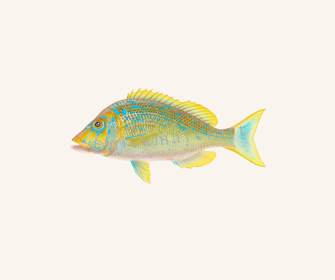 watermark