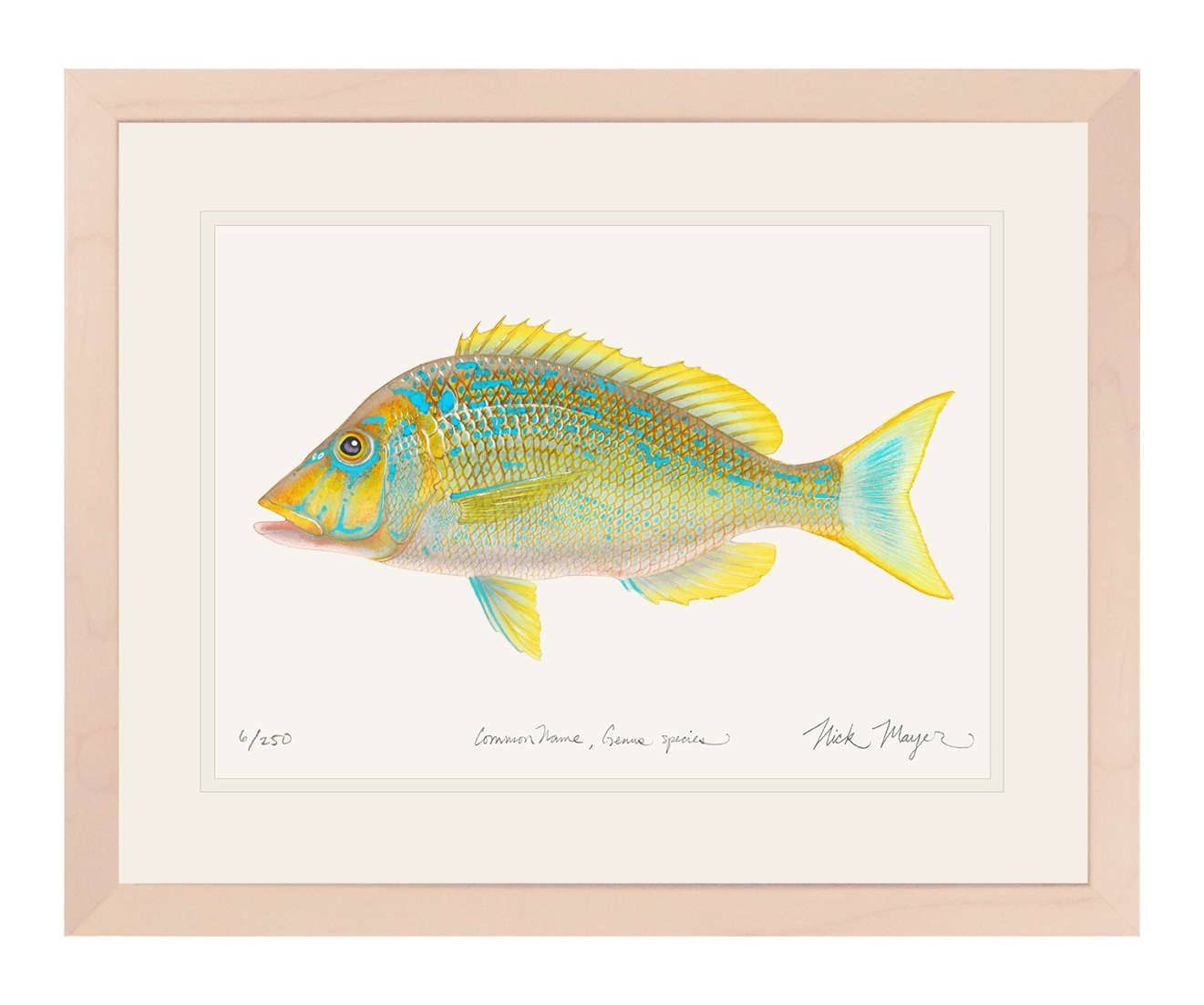 Blue Spangled Emperorfish Limited Edition Print