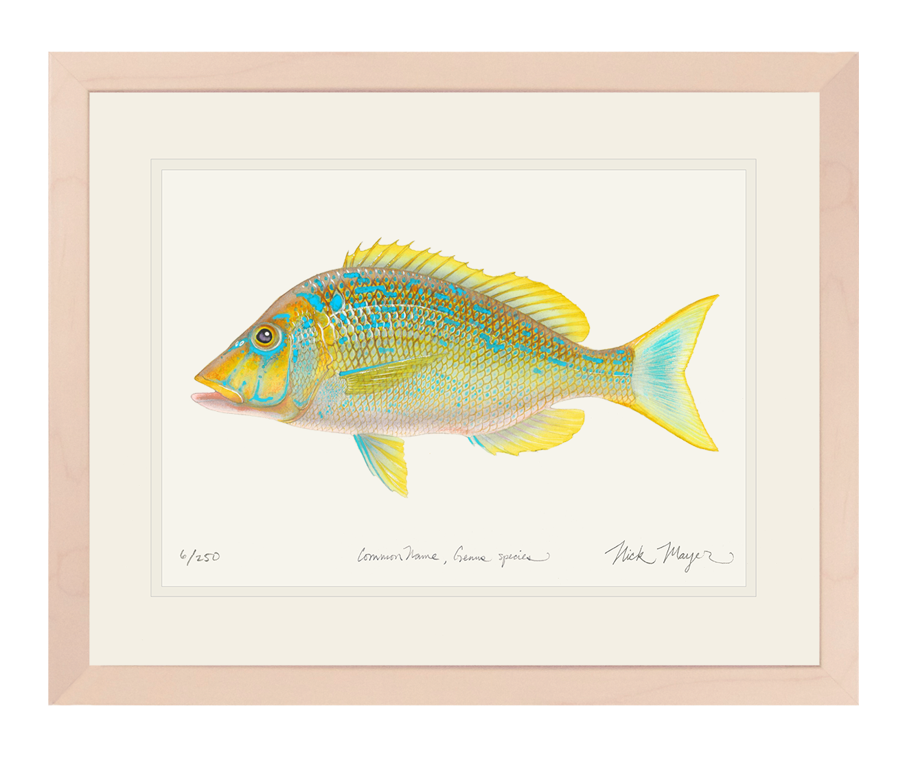 Blue Spangled Emperorfish Print