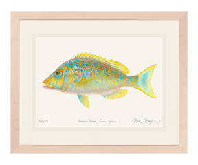 Blue Spangled Emperorfish Print