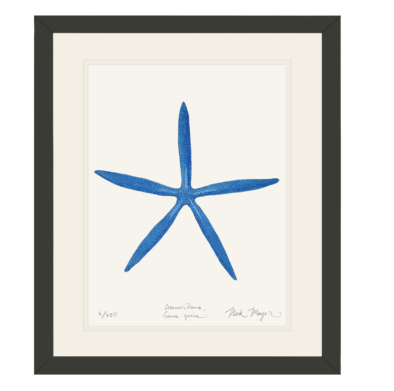 Blue Linckia II Starfish Limited Edition Print