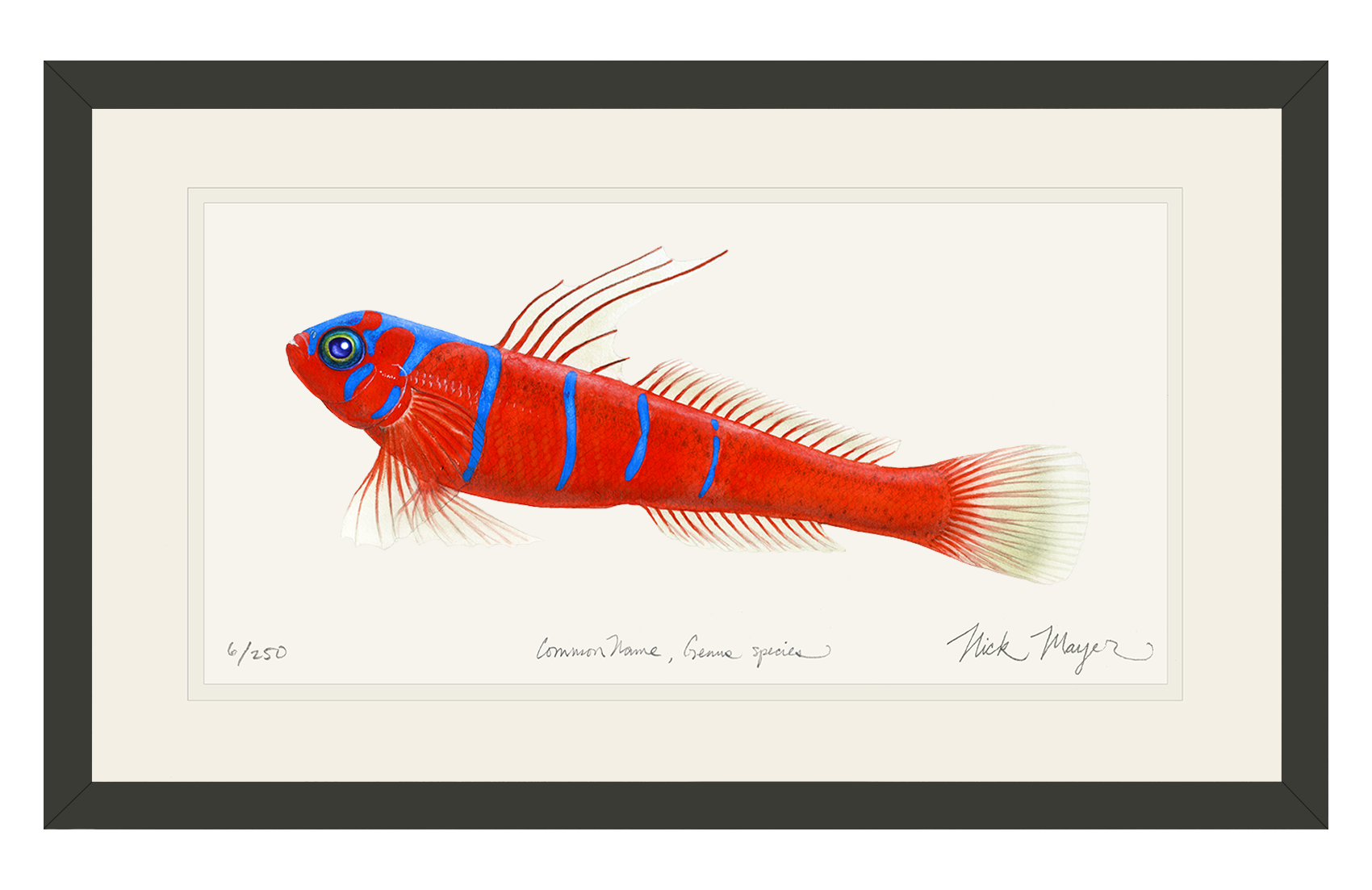 Bluebanded Goby Limited Edition Print
