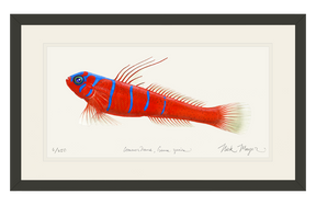 Bluebanded Goby Print