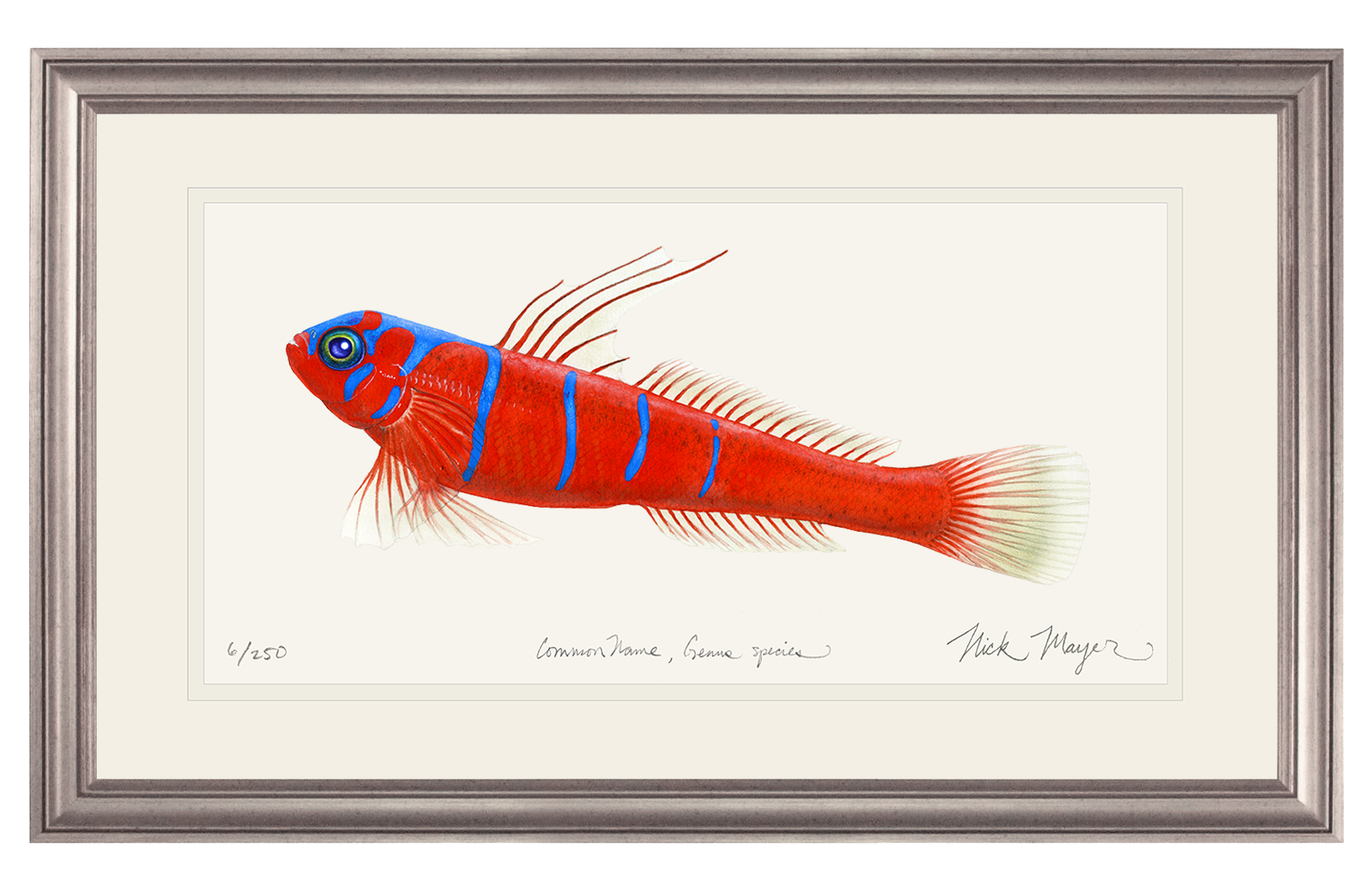 Bluebanded Goby Limited Edition Print