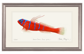 Bluebanded Goby Print