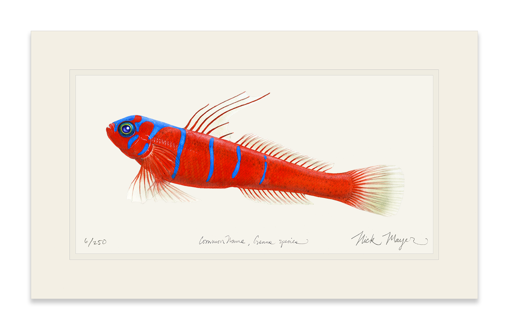 Bluebanded Goby Limited Edition Print