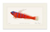 Bluebanded Goby Print