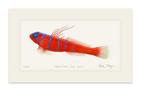 Bluebanded Goby Print