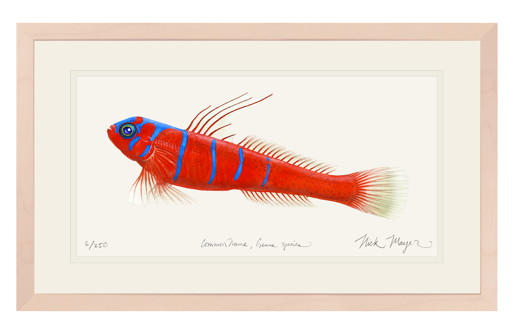 Bluebanded Goby Limited Edition Print
