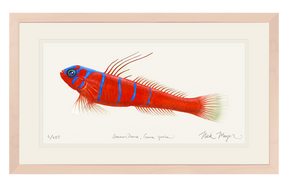 Bluebanded Goby Print