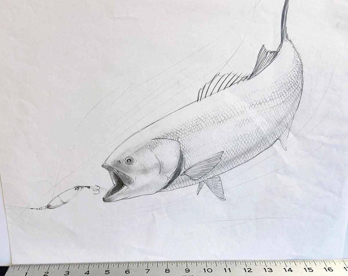 Bluefish Sketch Unframed Original Pencil Drawing