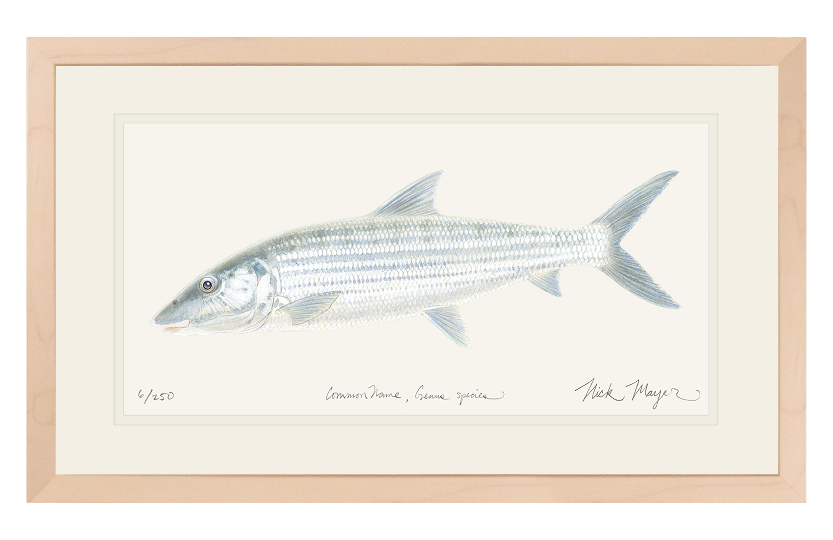 Bonefish Drawing