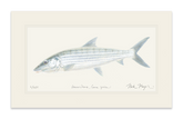 Bonefish Print