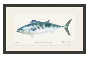 Bonito Print