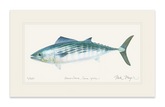 Bonito Print