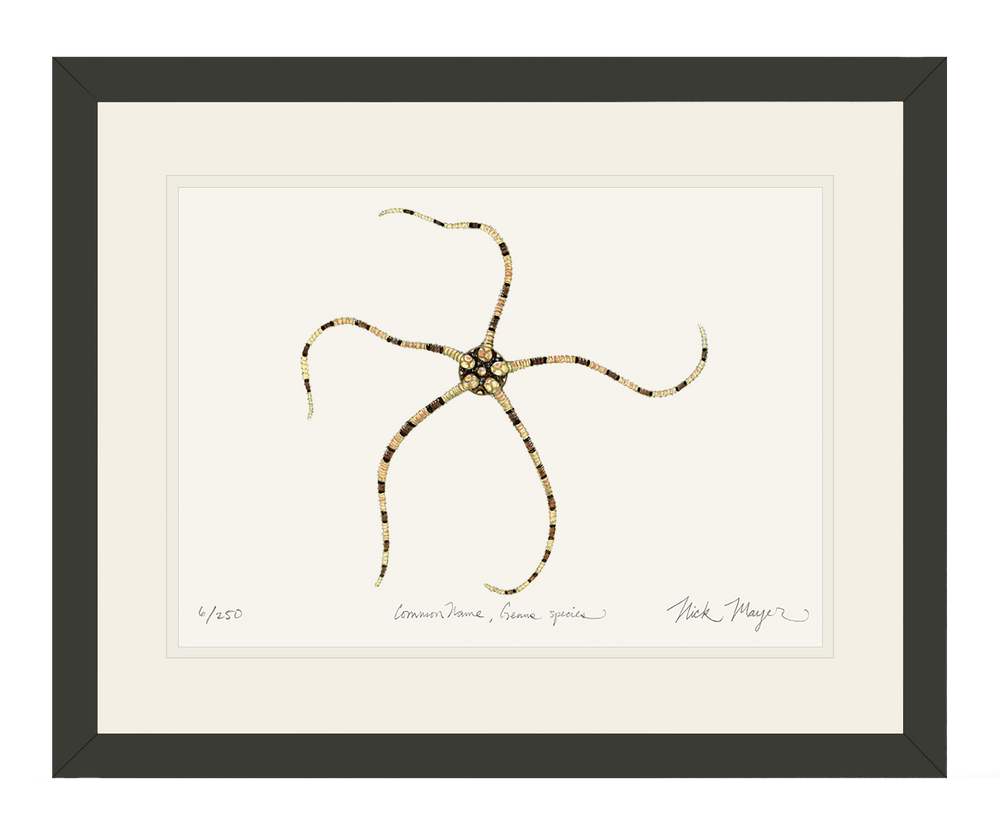 Brittle Star Print Unique Movement & Reproduction Captured