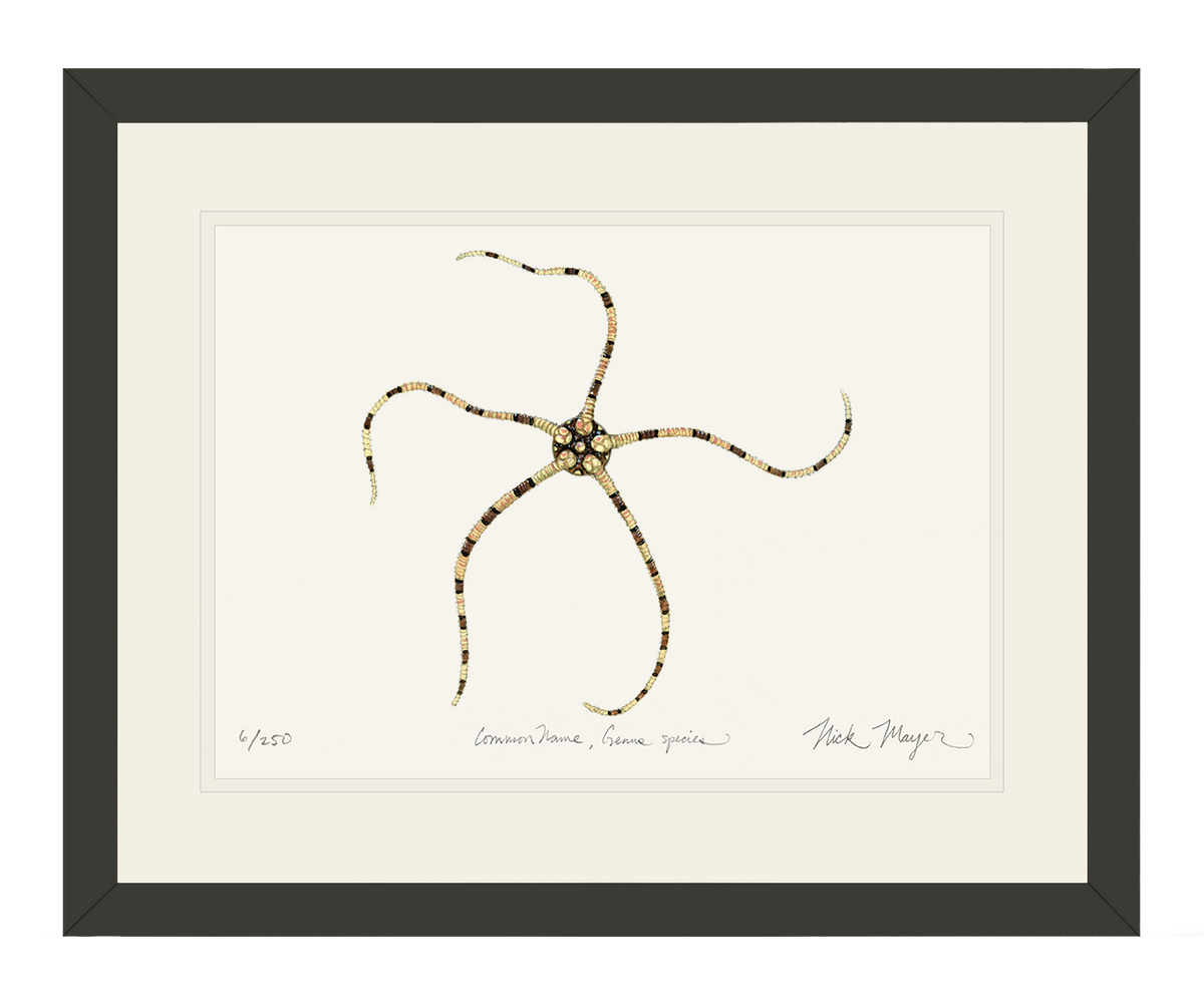 Brittle Star Print