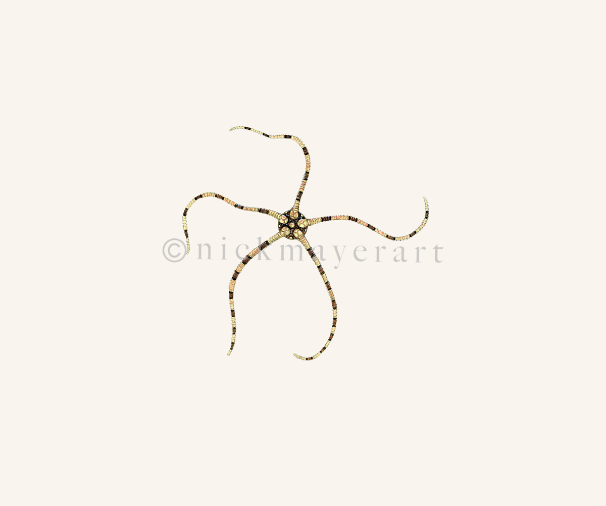 watermark