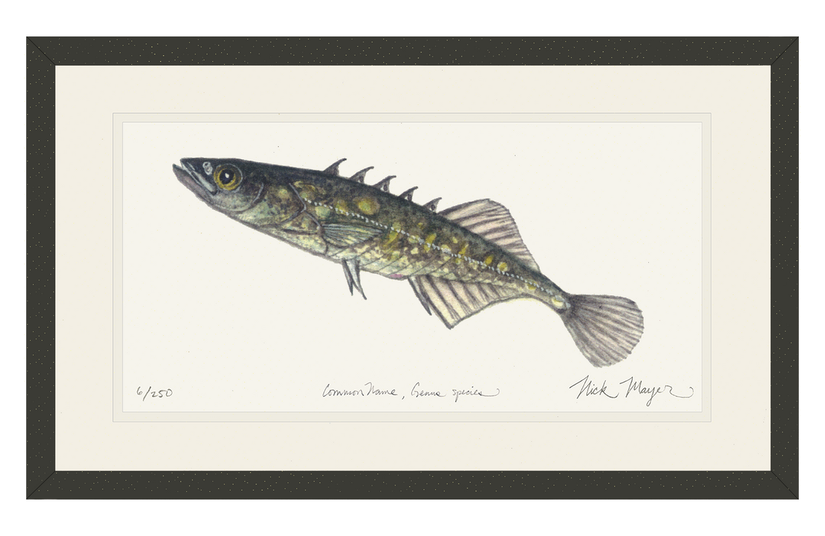 Brook Stickleback Print