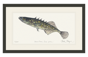 Brook Stickleback Print