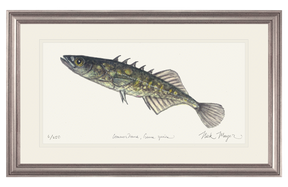 Brook Stickleback Print