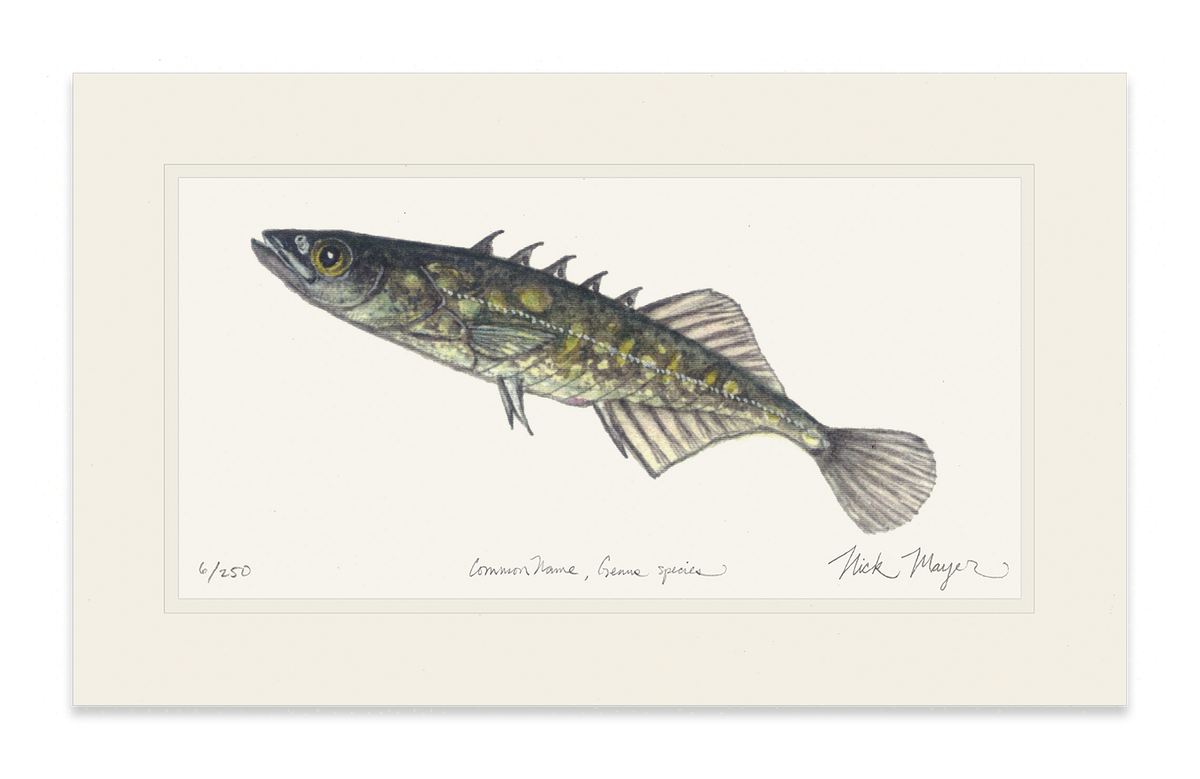 Brook Stickleback Print