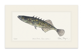 Brook Stickleback Print