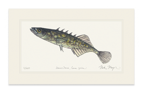 Brook Stickleback Print