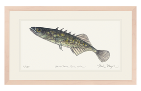 Brook Stickleback Print