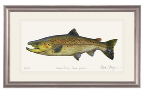 Brown Trout Print