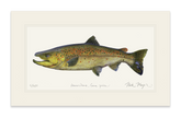 Brown Trout Print