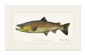 Brown Trout Print