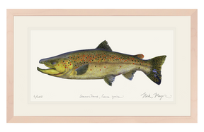 Brown Trout Print