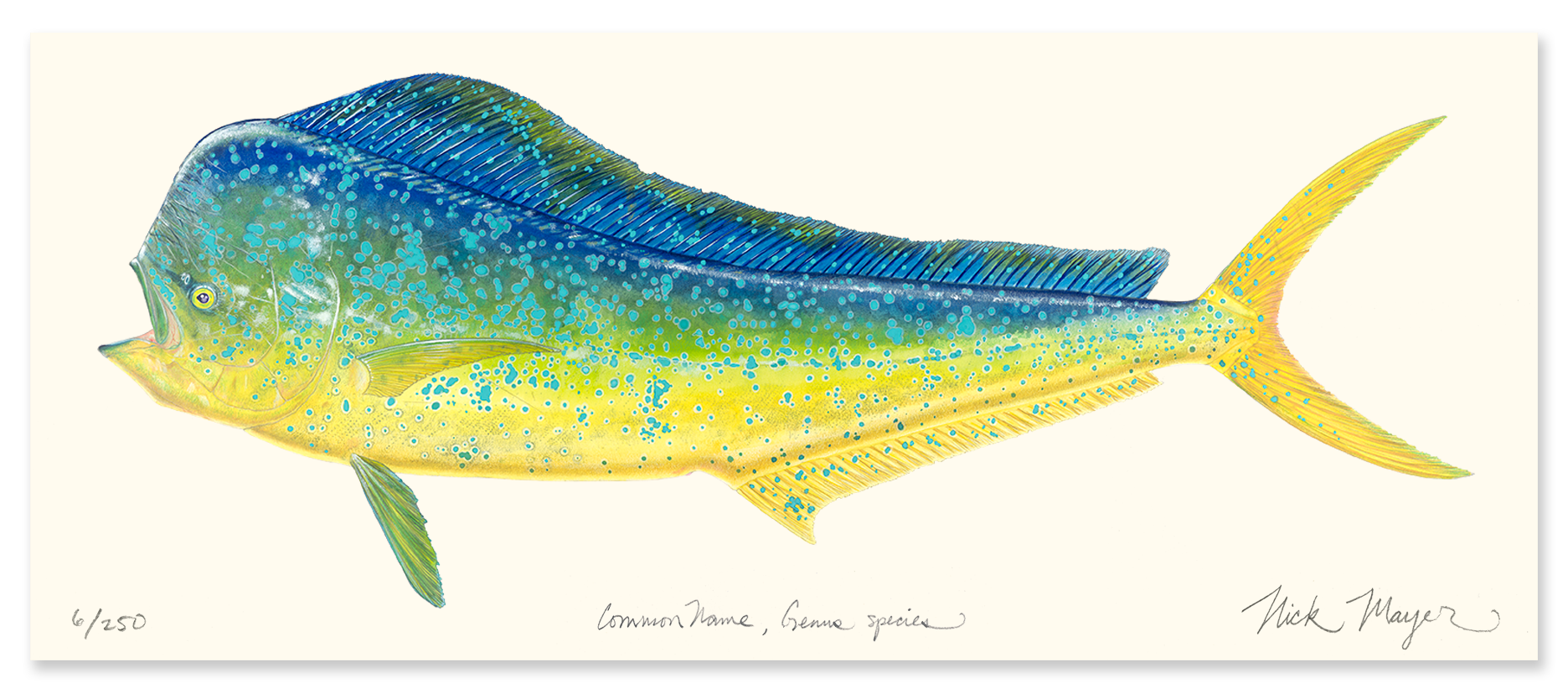 Bull Dorado/ Mahi Limited Edition Masterwork Canvas