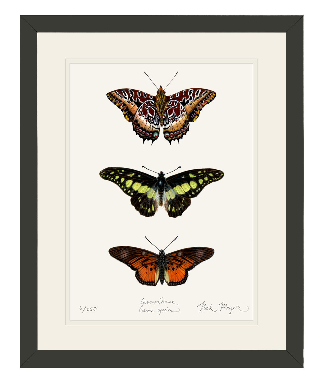 Butterfly Trio Print