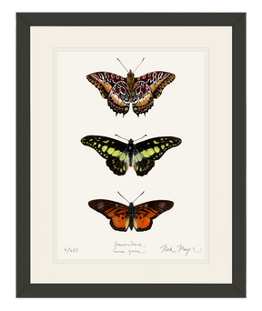 Butterfly Trio Print