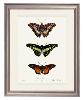 Butterfly Trio Print
