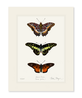 Butterfly Trio Print