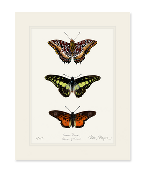 Butterfly Trio Print
