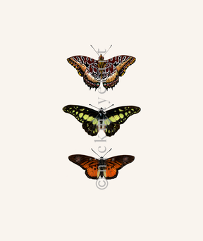 Butterfly Trio Print
