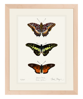 Butterfly Trio Print