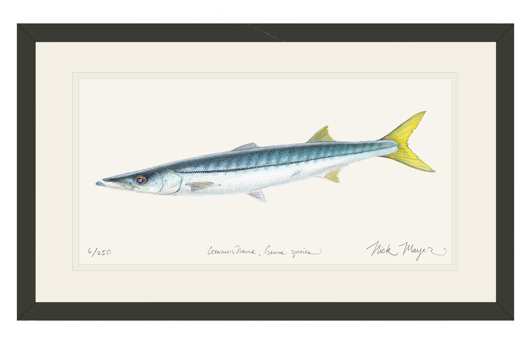 California Barracuda Limited Edition Print