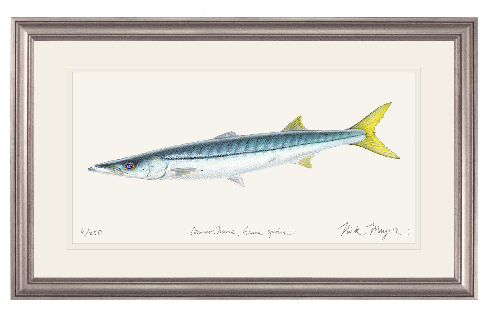California Barracuda Limited Edition Print