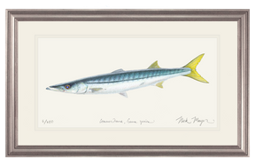 California Barracuda Print