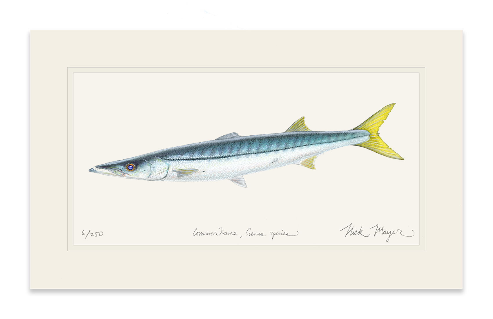 California Barracuda Limited Edition Print